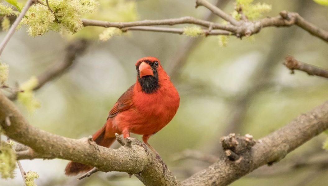 Red Cardinal