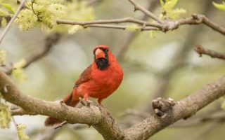 Red Cardinal