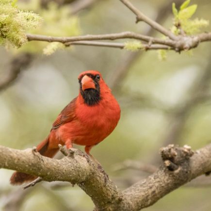 Red Cardinal