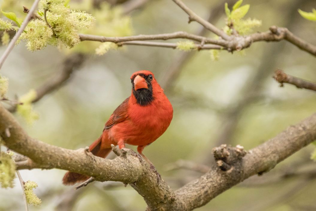 Does Seeing a Red Cardinal Have Any Real Meaning?